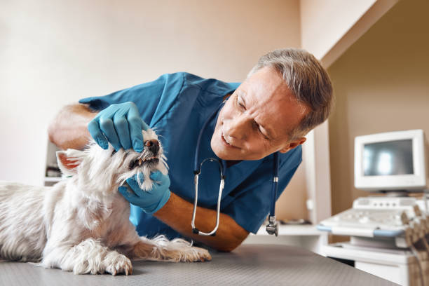 Best Emergency Wisdom Teeth Removal in Talahi Island, GA